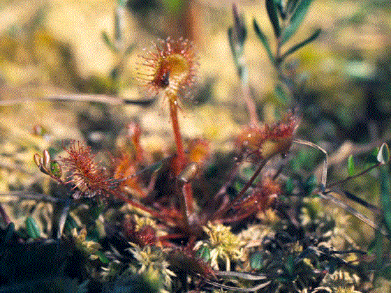  . 117    (Drosera rotundifolia L.)