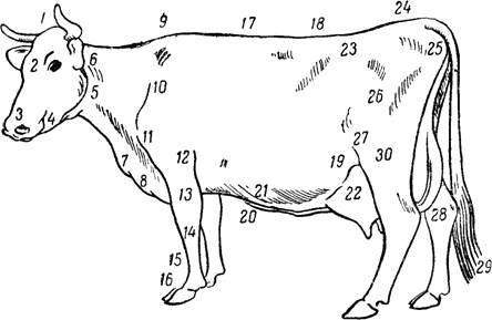 Векторы по запросу Голова коровы рисунок