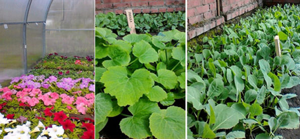 Садовый центр Аграрного университета